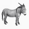 Okay Donkey logo