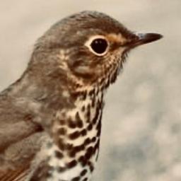 Logo of Thrush literary magazine